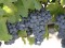  Продавам грозде – винени сортове – Памид, Каберне совиньон